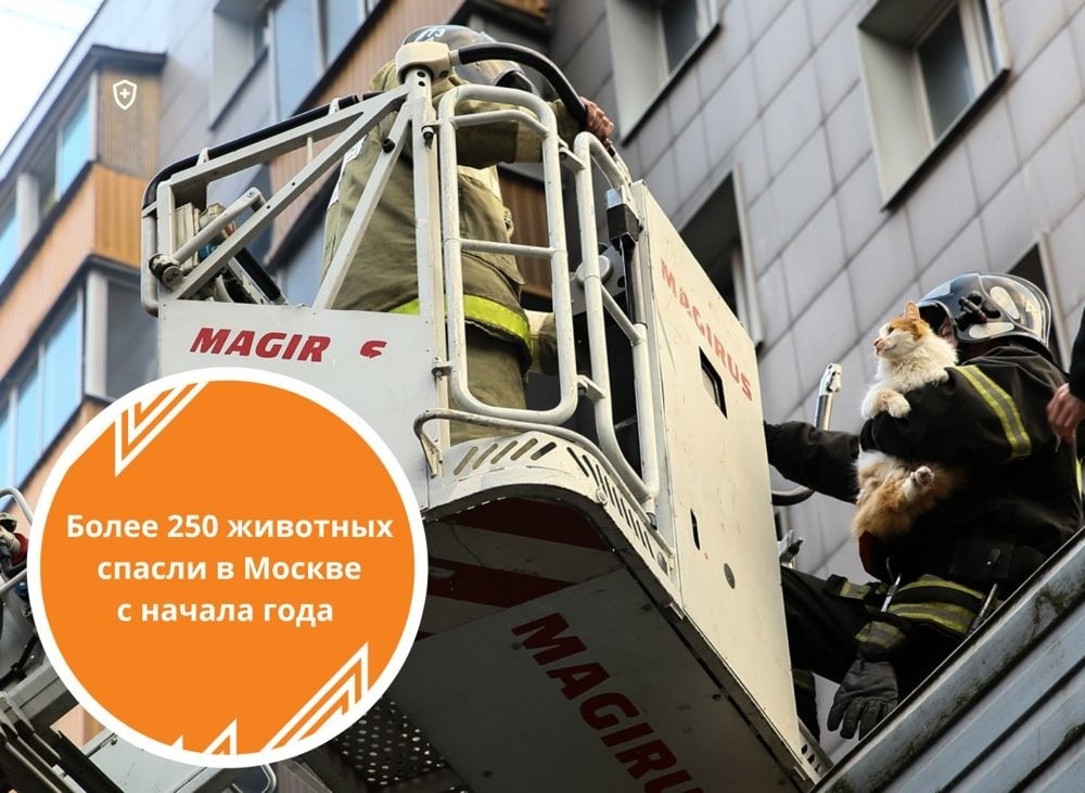 Более 250 животных спасено сотрудниками МЧС в Москве с начала года