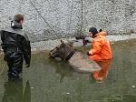 Московские спасатели выезжали более трехсот раз на помощь животным