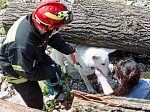 Собаки и их кинологи: как работают четвероногие спасатели